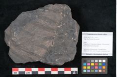 Foto (Objekt + Etikett) von Stigmaria ficoides Brongniart (NHMW-GEO-2024-0188-11120)